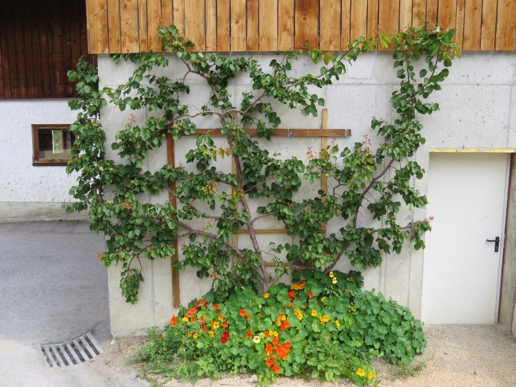 Dorfer Apartment *